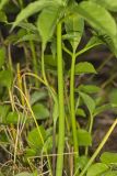 Green Dragon, Arisaema dracontium