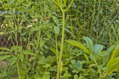 Green Dragon, Arisaema dracontium