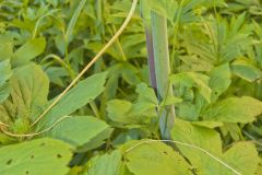 Green Dragon, Arisaema dracontium