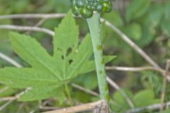 Green Dragon, Arisaema dracontium