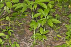 Green Dragon, Arisaema dracontium