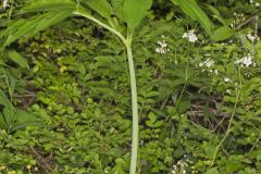 Green Dragon, Arisaema dracontium