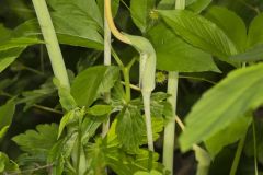 Green Dragon, Arisaema dracontium