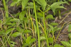 Green Dragon, Arisaema dracontium
