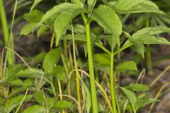 Green Dragon, Arisaema dracontium