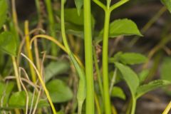 Green Dragon, Arisaema dracontium