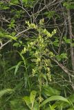Green False Hellebore, Veratrum viride