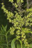 Green False Hellebore, Veratrum viride
