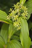 Green False Hellebore, Veratrum viride