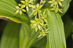 Green False Hellebore