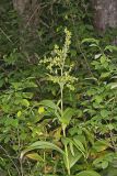 Green False Hellebore, Veratrum viride