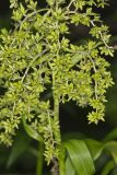 Green False Hellebore, Veratrum viride