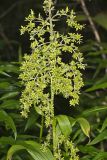 Green False Hellebore, Veratrum viride