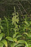 Green False Hellebore, Veratrum viride