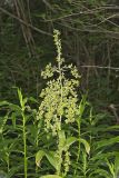 Green False Hellebore, Veratrum viride