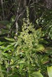 Green False Hellebore, Veratrum viride