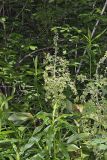 Green False Hellebore, Veratrum viride