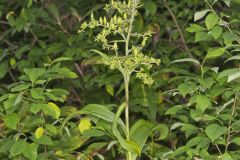 Green False Hellebore, Veratrum viride