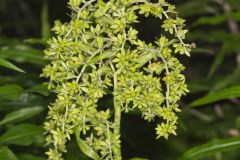 Green False Hellebore, Veratrum viride