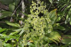 Green False Hellebore, Veratrum viride