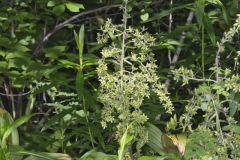 Green False Hellebore, Veratrum viride
