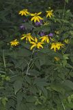 Green-headed Coneflower, Rudbeckia laciniata
