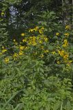 Green-headed Coneflower, Rudbeckia laciniata