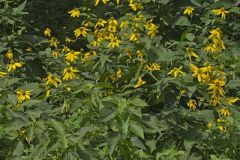 Green-headed Coneflower