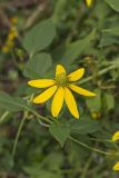 Green-headed Coneflower, Rudbeckia laciniata