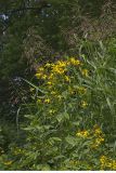 Green-headed Coneflower, Rudbeckia laciniata
