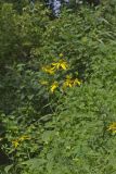 Green-headed Coneflower, Rudbeckia laciniata