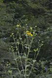 Green-headed Coneflower, Rudbeckia laciniata