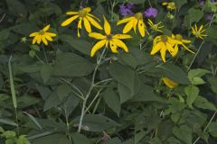 Green-headed Coneflower, Rudbeckia laciniata Green-headed Coneflower, Rudbeckia laciniata