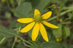 Green-headed Coneflower, Rudbeckia laciniata