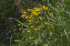 Green-headed Coneflower, Rudbeckia laciniata Green-headed Coneflower, Rudbeckia laciniata