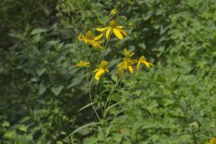 Green-headed Coneflower, Rudbeckia laciniata Green-headed Coneflower, Rudbeckia laciniata