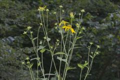 Green-headed Coneflower, Rudbeckia laciniata Green-headed Coneflower, Rudbeckia laciniata