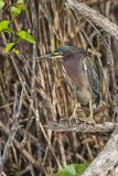 Green Heron, Butorides virescens