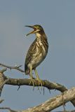 Green Heron, Butorides virescens