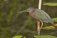 Green Heron, Butorides virescens