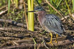 Green Heron, Butorides virescens