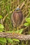 Green Heron, Butorides virescens