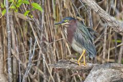 Green Heron, Butorides virescens