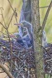 Green Heron, Butorides virescens