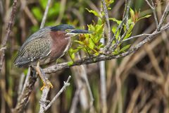 Green Heron, Butorides virescens