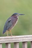 Green Heron, Butorides virescens