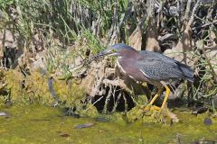 Green Heron, Butorides virescens