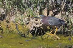Green Heron, Butorides virescens
