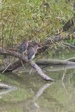 Green Heron, Butorides virescens