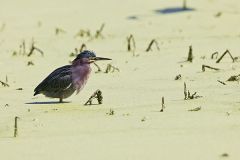 Green Heron, Butorides virescens